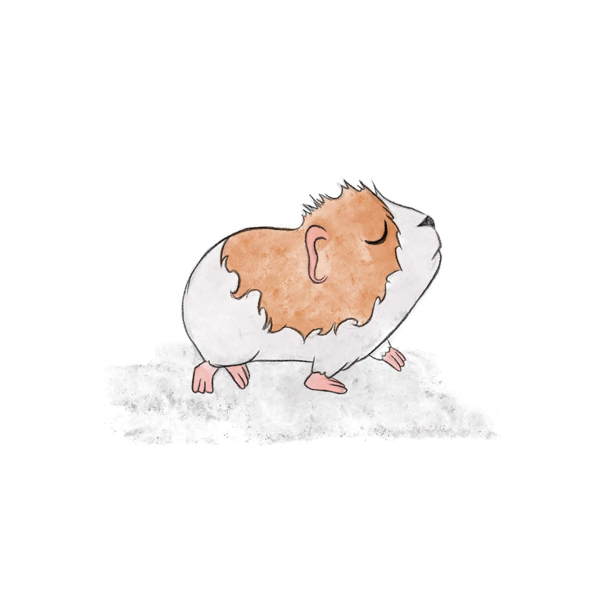 Hamster